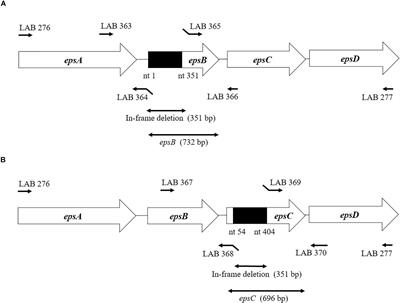 Exopolysaccharides From Streptococcus thermophilus ST538 Modulate the Antiviral Innate Immune Response in Porcine Intestinal Epitheliocytes